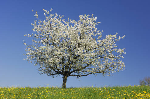 White cherry blossom tree in springtime meadow - RUEF04247