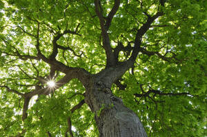 Sun shining through green canopy of horse chestnut tree (Aesculus hippocastanum) - RUEF04248