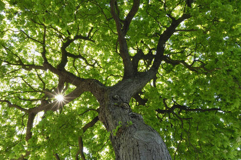 Sun shining through green canopy of horse chestnut tree (Aesculus hippocastanum) - RUEF04248