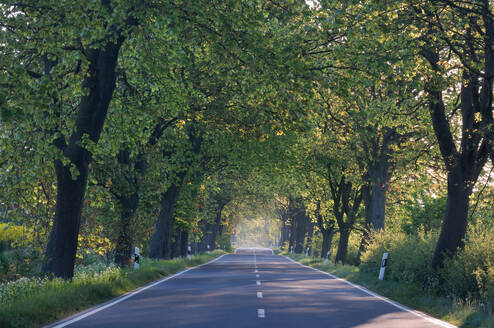 Germany, Mecklenburg-Vorpommern, Treelined country road in summer - RUEF04249