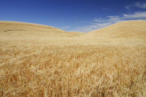 USA, Washington State, Vast wheat field in summer - RUEF04250