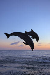 Bottle-nosed dolphins (Tursiops truncatus) jumping in Caribbean Sea at dusk - RUEF04253
