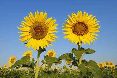 Italy, Tuscany, Sunflowers blooming in field - RUEF04256