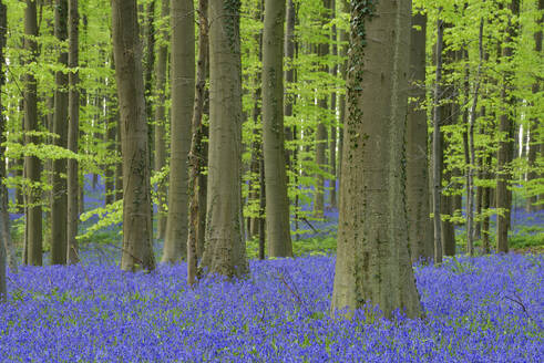 Bed of bluebells (Hyacinthoides non-scripta) blooming in beech forest - RUEF04258