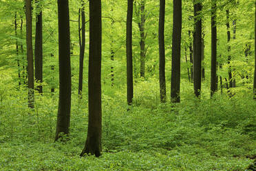 Germany, Rhineland-Palatinate, Green lush forest in spring - RUEF04259