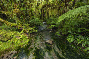 New Zealand, South Island, Stream flowing through lush green forest in Mt Cook National Park - RUEF04260