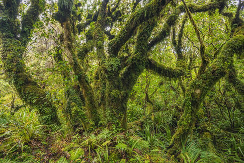 New Zealand, North Island, Moss-covered forest in Egmont National Park - RUEF04261