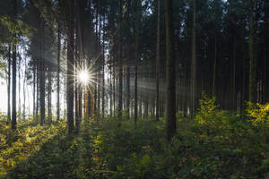Germany, Baden-Wurttemberg, Sunbeams in autumn forest - RUEF04264