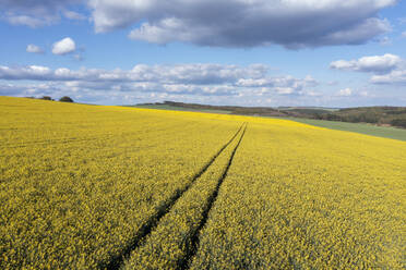 Germany, Baden-Wurttemberg, Aerial view of vast oilseed rape field in Neckartal-Odenwald Nature Park - RUEF04266