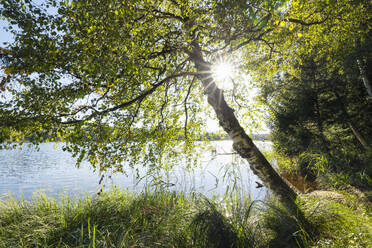 Germany, Bavaria, Shore of Bayersoiener See in summer - RUEF04278