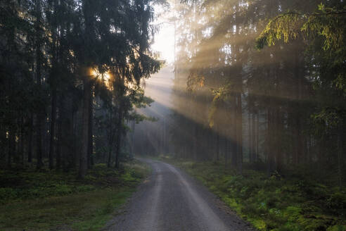 Germany, Bavaria, Forest dirt road at foggy sunrise - RUEF04281