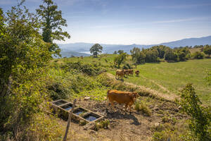 Blick auf Vieh und Landschaft bei Viamaggio, Provinz Arezzo, Toskana, Italien, Europa - RHPLF30012