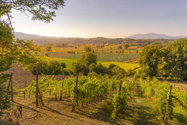 Blick auf Weinberge und Landschaft bei Monterchi, Provinz Arezzo, Toskana, Italien, Europa - RHPLF30013