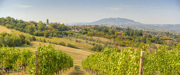 Blick auf einen Weinberg bei Torraccia und San Marino im Hintergrund, San Marino, Italien, Europa - RHPLF30020