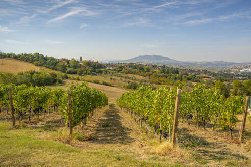 Blick auf einen Weinberg bei Torraccia und San Marino im Hintergrund, San Marino, Italien, Europa - RHPLF30024