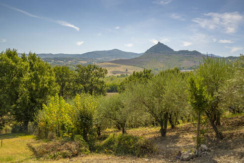 Blick auf Olivenbäume und Landschaft in Richtung San Leo, Provinz San Rimini, Emilia-Romagna, Italien, Europa - RHPLF30026