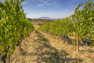 Blick auf rote Trauben in einem Weinberg bei Torraccia und San Marino im Hintergrund, San Marino, Italien, Europa - RHPLF30031