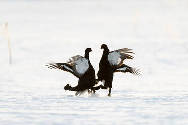 Black grouse (Tetrao tetrix) at lek, Finland, Europe - RHPLF30116