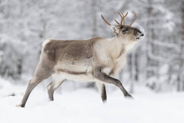 Rentiere im Schnee, Finnland, Europa - RHPLF30122