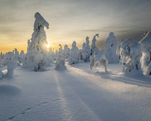Gefrorene Bäume (Tykky) und Schneehasenspuren auf dem Kuntivaara-Fjell, Finnland, Europa - RHPLF30123