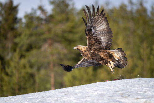 Steinadler (Aquila chrysaetos) beim Abflug, Finnland, Europa - RHPLF30126