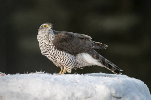 Goshawk (Accipiter gentilis), female, Finland, Europe - RHPLF30129