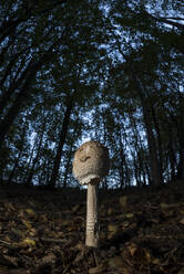 Schlanker Parasol (Macrolepiota mastoidea), frühes Stadium, wächst in einem Buchenwald, Vereinigtes Königreich, Europa - RHPLF30134