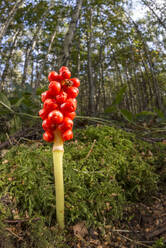 Kuckuckslichtnelke (Arum maculatum), orangefarbene Beeren, Vereinigtes Königreich, Europa - RHPLF30135