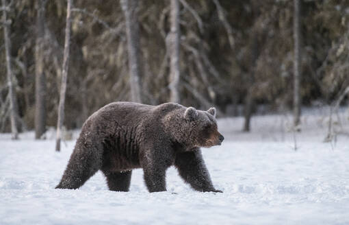 Braunbär (Ursus arctos arctos), bedeckt mit Frost auf schneebedecktem Sumpf, Finnland, Europa - RHPLF30144