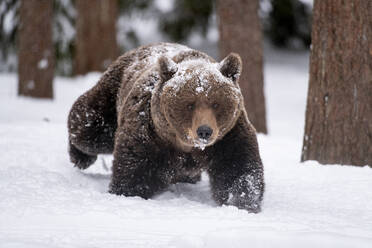 Eurasischer Braunbär (Ursus arctos arctos), weiblich, spazierend im Schnee in der Waldlandschaft der Taiga, Finnland, Europa - RHPLF30145