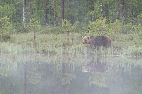 Eurasian brown bear (Ursus arctos arctos) beside lake in morning mist, Finland, Europe - RHPLF30146