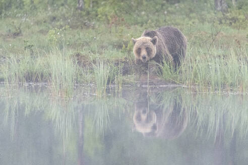 Eurasischer Braunbär (Ursus arctos arctos) am See im Morgennebel, Finnland, Europa - RHPLF30147