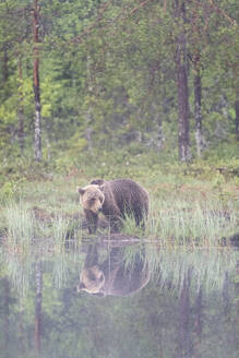 Eurasian brown bear (Ursus arctos arctos) beside lake in morning mist, Finland, Europe - RHPLF30148