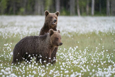 Braunbärenjunge (Ursus arctos arctos) in einem Sumpf mit blühendem Baumwollgras, Finnland, Europa - RHPLF30149