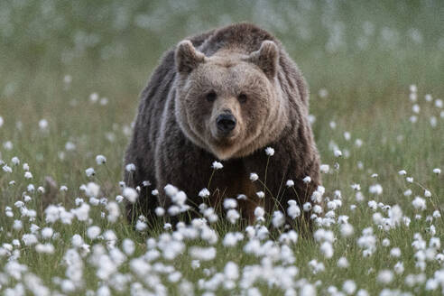 Braunbär (Ursus arctos arctos) in einem Sumpf mit blühendem Wollgras (Eriophorum angustifolium), Finnland, Europa - RHPLF30150