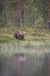 Eurasischer Braunbär (Ursus arctos arctos) am See, Finnland, Europa - RHPLF30151