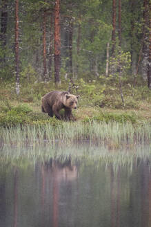 Eurasian brown bear (Ursus arctos arctos) beside lake, Finland, Europe - RHPLF30151