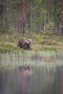 Eurasischer Braunbär (Ursus arctos arctos) am See, Finnland, Europa - RHPLF30151