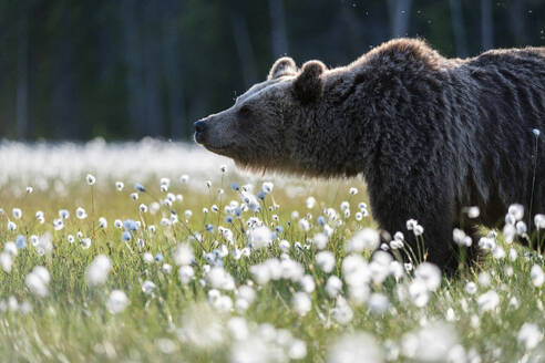 Braunbär (Ursus arctos arctos) in einem Sumpf mit blühendem Wollgras (Eriophorum angustifolium), Finnland, Europa - RHPLF30152