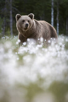 Braunbär (Ursus arctos arctos) in einem Sumpf mit blühendem Wollgras (Eriophorum angustifolium), Finnland, Europa - RHPLF30154