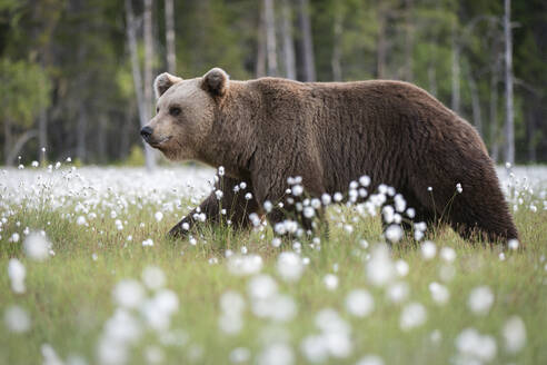 Braunbär (Ursus arctos arctos) in einem Sumpf mit blühendem Wollgras (Eriophorum angustifolium), Finnland, Europa - RHPLF30155