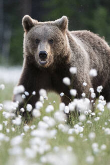 Braunbär (Ursus arctos arctos) in einem Sumpf mit blühendem Wollgras (Eriophorum angustifolium), Finnland, Europa - RHPLF30156