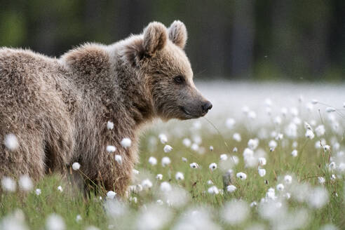 Braunbär (Ursus arctos arctos) in einem Sumpf mit blühendem Wollgras (Eriophorum angustifolium), Finnland, Europa - RHPLF30157