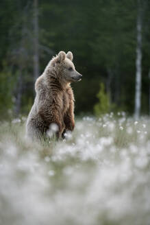 Braunbär (Ursus arctos arctos), stehend im blühenden Baumwollgras (Eriophorum angustifolium), Finnland, Europa - RHPLF30158