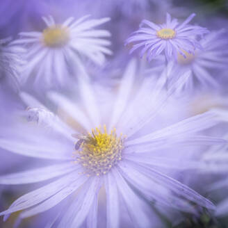 Aster frikartii monch, Vereinigtes Königreich, Europa - RHPLF30164