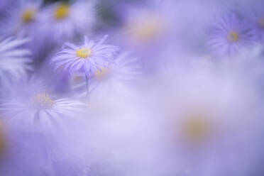 Aster frikartii monch, Vereinigtes Königreich, Europa - RHPLF30165