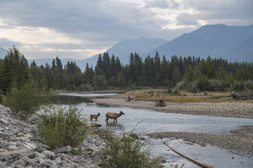 Elk crossing the Bow River, Canadian Rockies, Alberta, Canada, North America - RHPLF30225