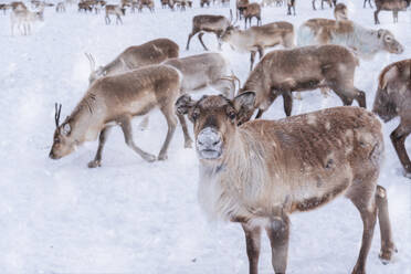 Reindeer in the white landscape under snowfall, Swedish Lapland, Sweden, Scandinavia, Europe - RHPLF30276