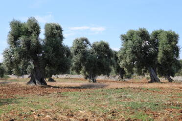 Old olive trees in the Apulia region, Italy, Europe - RHPLF30332