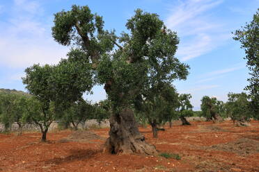 Old olive tree in the Apulia region, Italy, Europe - RHPLF30333